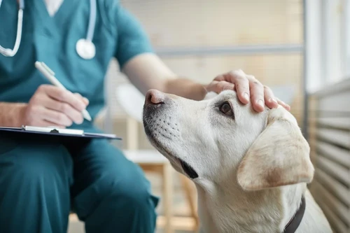 Dog at veterinary clinic in Boston